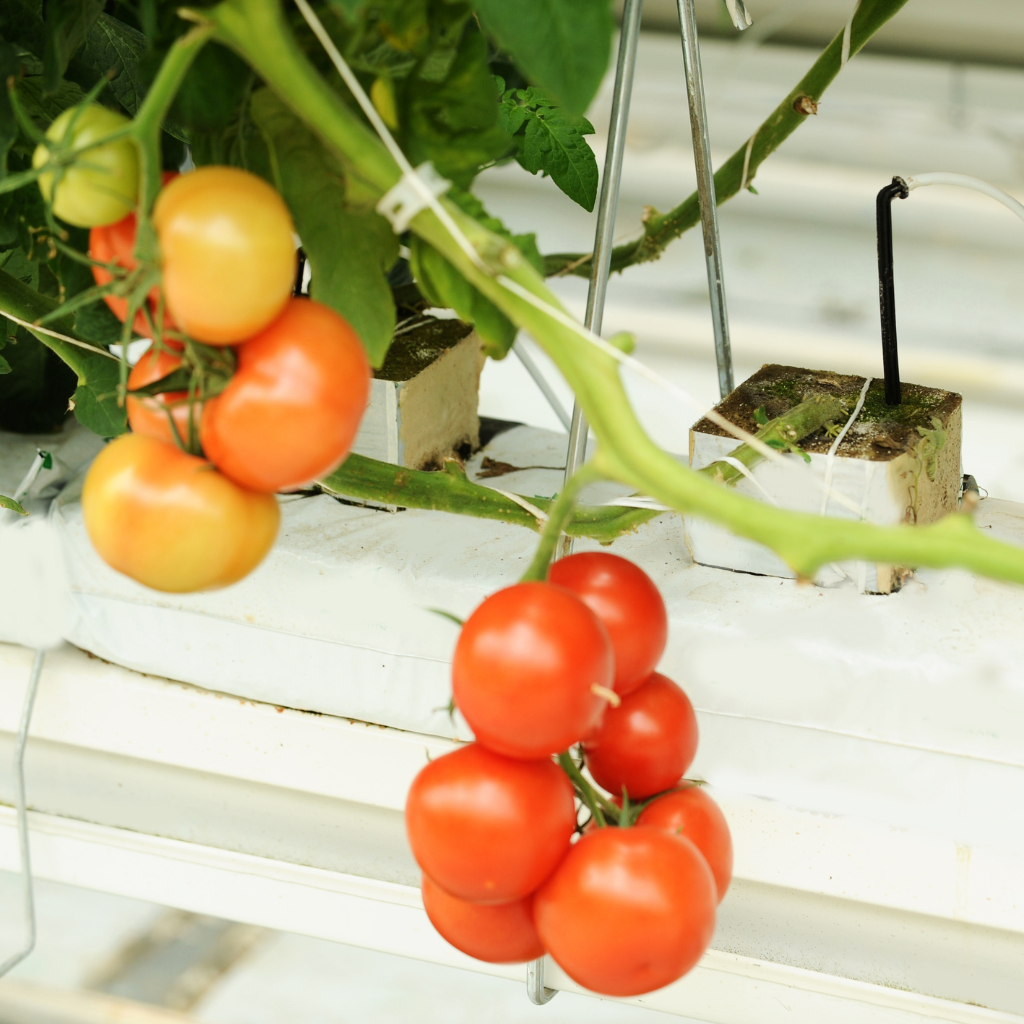 Indoor / Hydroponics