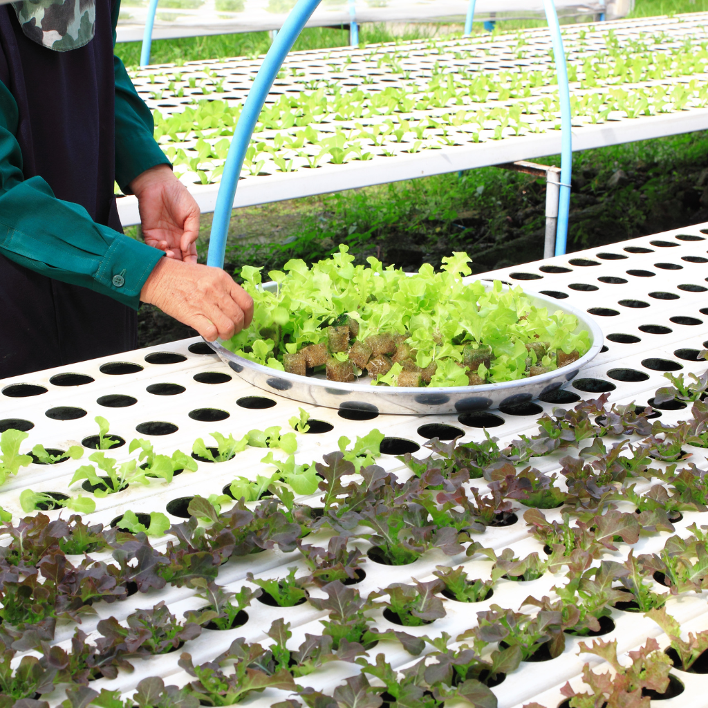 Microgreens growing in professional NFT system.