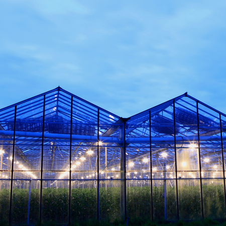 Greenhouse grow lighting.