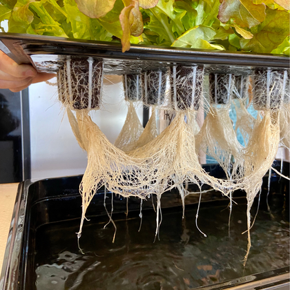 HYDROPONICS